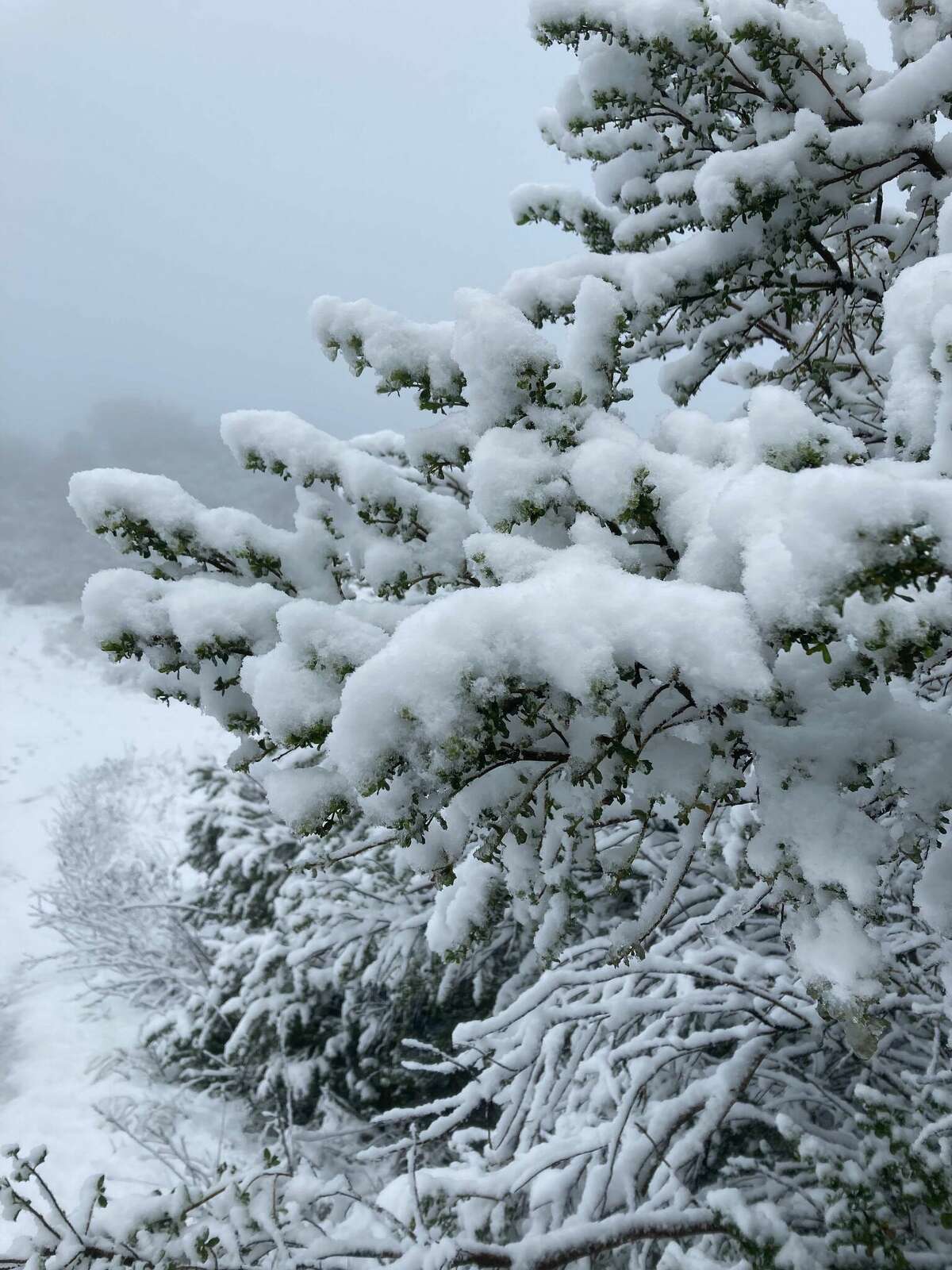 Alrededor de 2 pulgadas de nieve se acumularon en el Parque Regional Tilden en Berkeley, California, el viernes 24 de febrero de 2023.