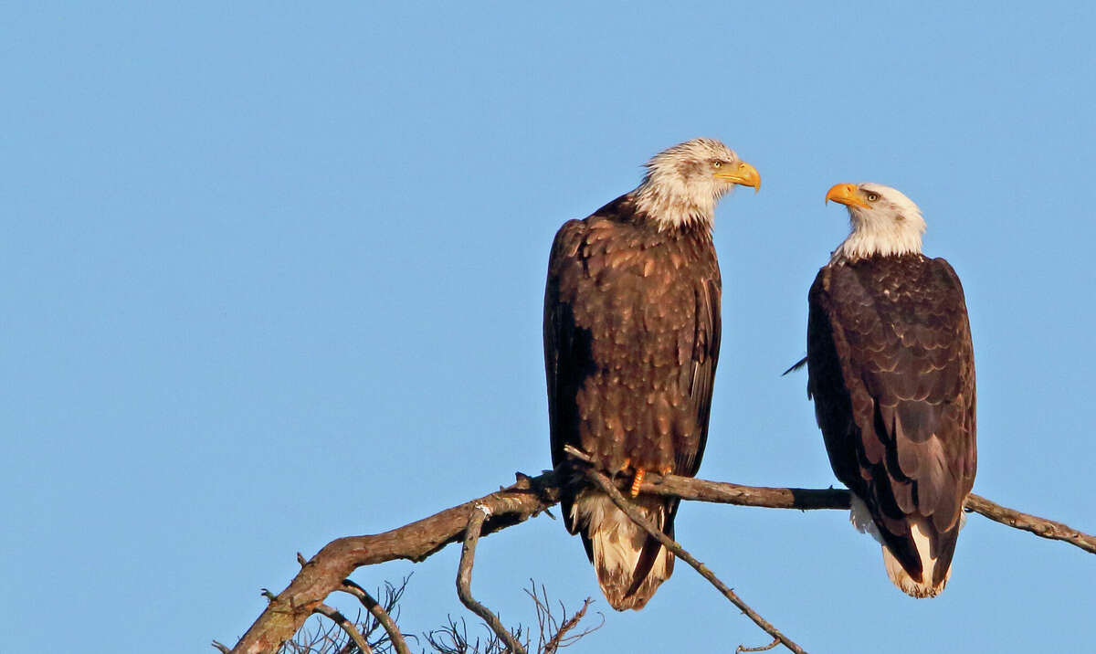 Las águilas calvas fueron vistas por primera vez en diciembre pasado. 