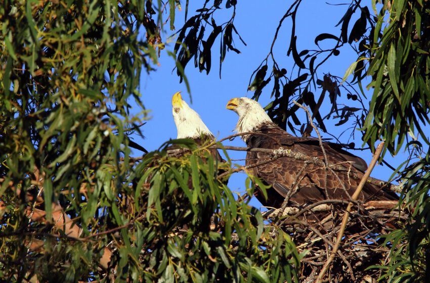  ‘Es muy raro’: las águilas calvas anidan en un campo de golf del Área de la Bahía