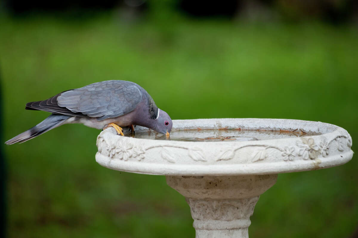 Una paloma de cola de banda bebiendo de un bebedero para pájaros de hormigón.