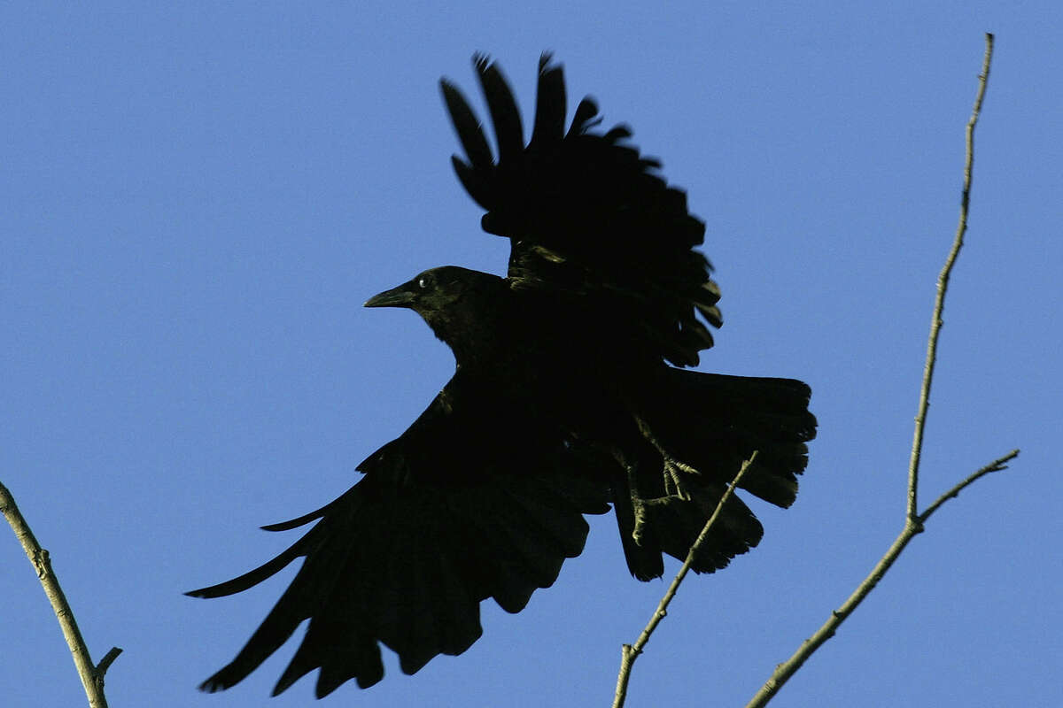 ARCHIVO: Un cuervo estadounidense se posa en un árbol cerca del río San Gabriel el 10 de julio de 2004, cerca de Pico Rivera en el condado de Los Ángeles.