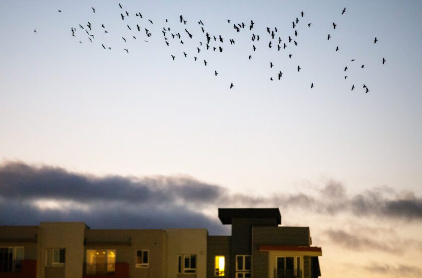  Los cuervos son más inteligentes que los láseres, dice la ciudad del Área de la Bahía plagada de aves