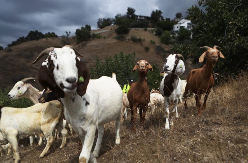  Las cabras andan sueltas en San Francisco y nadie sabe de dónde vienen