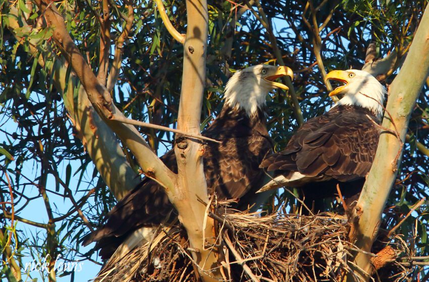  Raro nido de águila calva destruido en recientes tormentas del Área de la Bahía