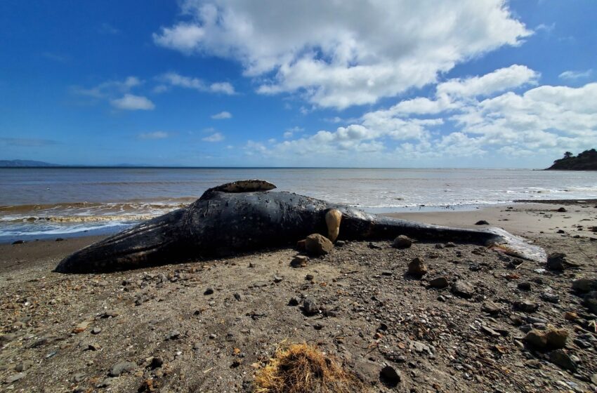 ‘Debería preocuparnos a todos’: la primera ballena gris del año muere en el Área de la Bahía