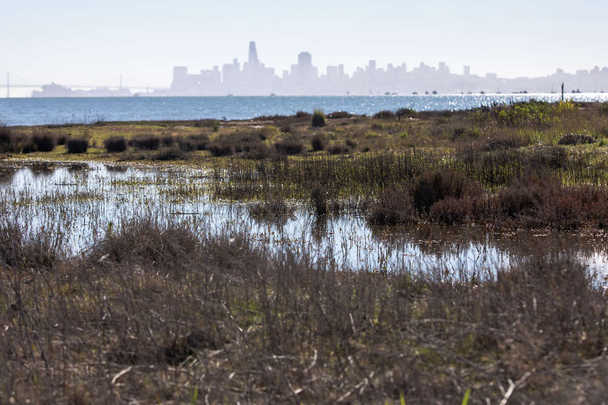 Una vista del horizonte de San Francisco desde la isla Aramburu en Tiburon, California, el 6 de febrero de 2023. La isla es una reserva de aves.