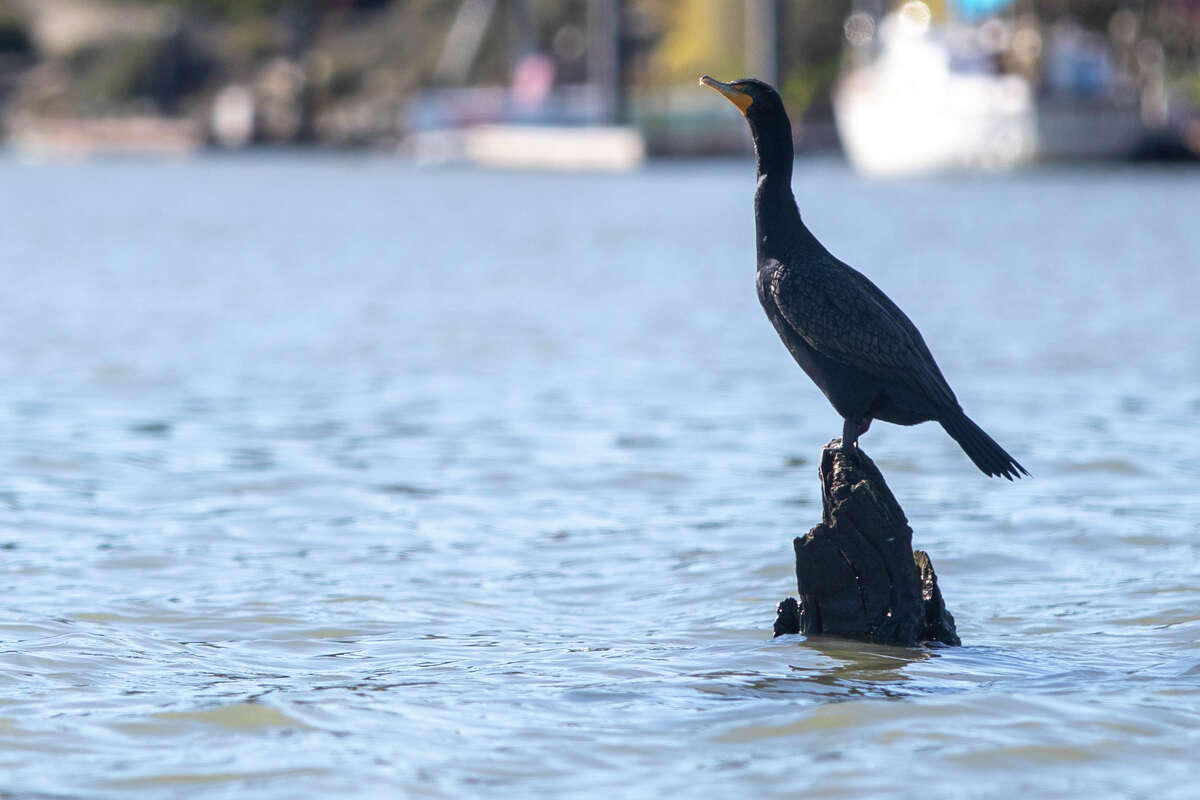 Un pájaro se posa en un trozo de madera cerca de la isla Aramburu en Tiburon, California, el 6 de febrero de 2023. La isla es una reserva de aves.