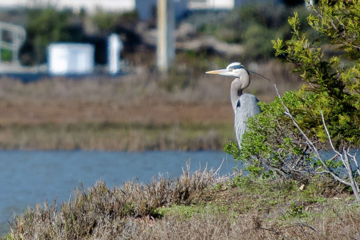 Una gran garceta en la isla Aramburu en Tiburon, California, el 6 de febrero de 2023. La isla es una reserva de aves.