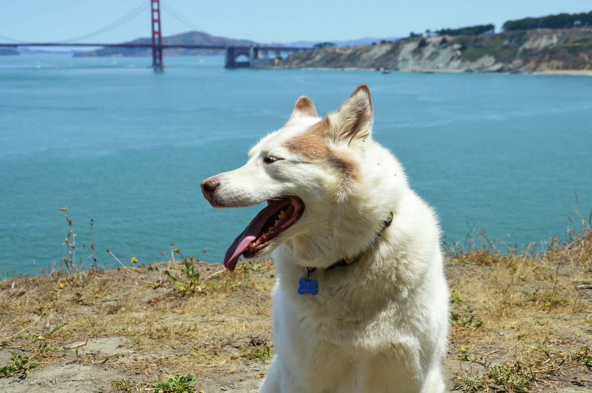 Los perros disfrutan del ejercicio y las vistas a lo largo de Lands End Trail de San Francisco.