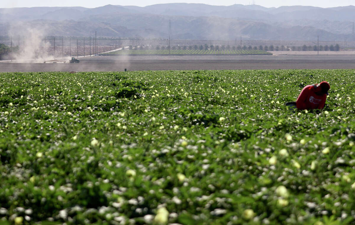 ARCHIVO: Un trabajador agrícola en un campo de okra el 13 de julio de 2022, cerca de Coachella, California. 