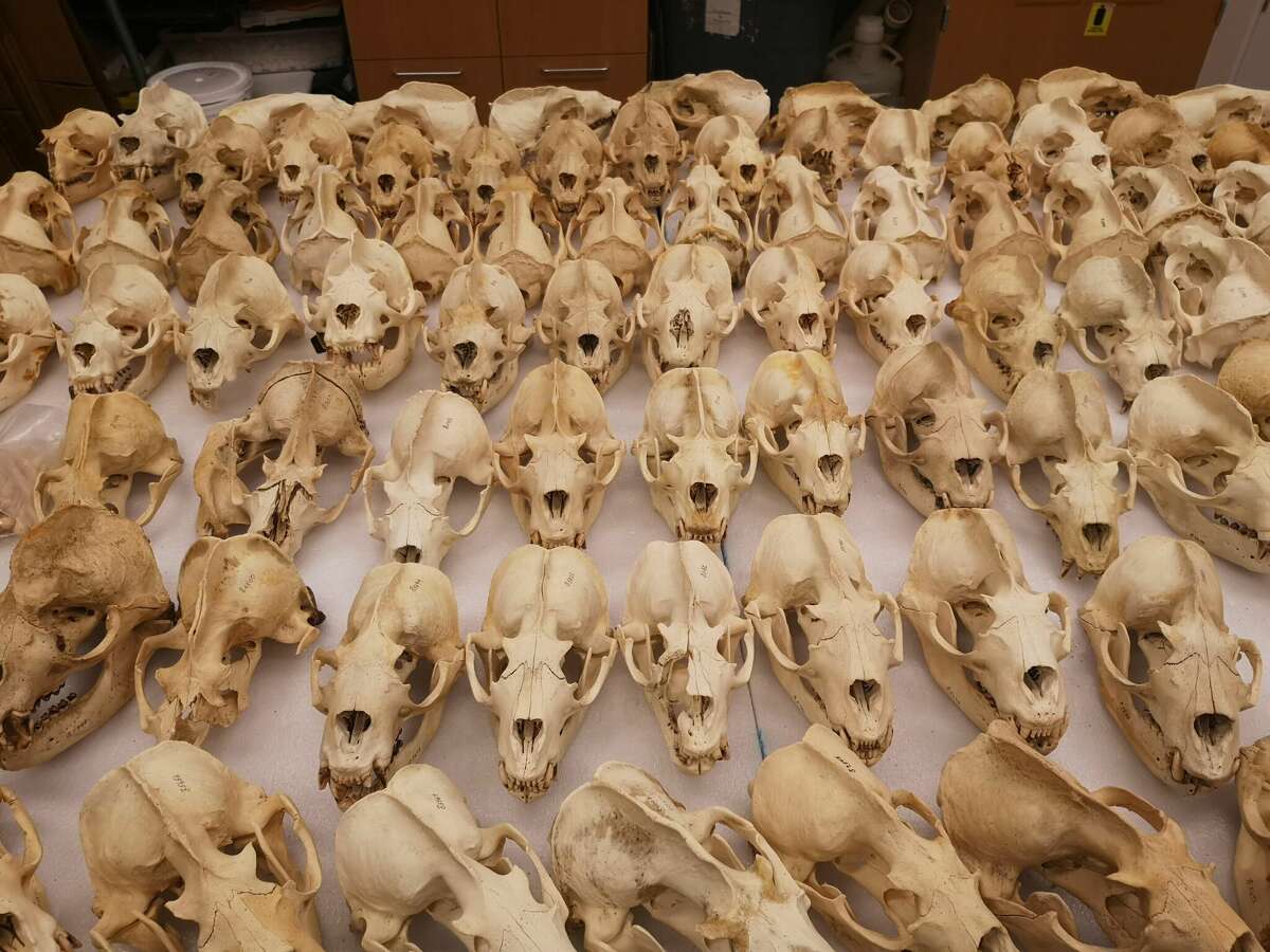 Los cráneos de leones marinos se exhiben en la Academia de Ciencias de California en San Francisco. Los científicos de UC Santa Cruz examinaron los cráneos para un estudio que publicaron esta semana.
