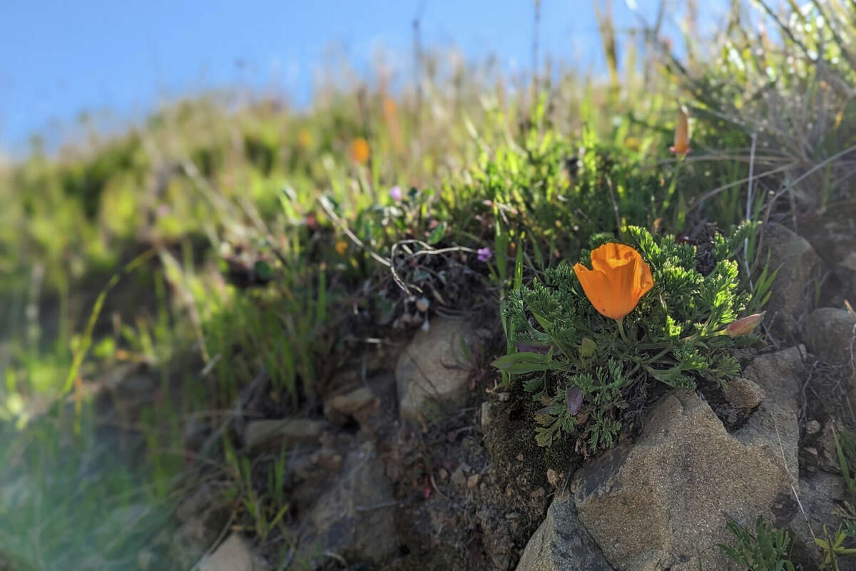 Las amapolas de California salpican el camino a Pirate's Cove cerca de Muir Beach en Marin Headlands.