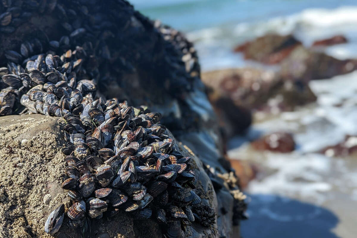 Cientos de mejillones negros, alineados concha contra concha, cubren las rocas en Pirate's Cove cerca de Muir Beach en Marin Headlands.