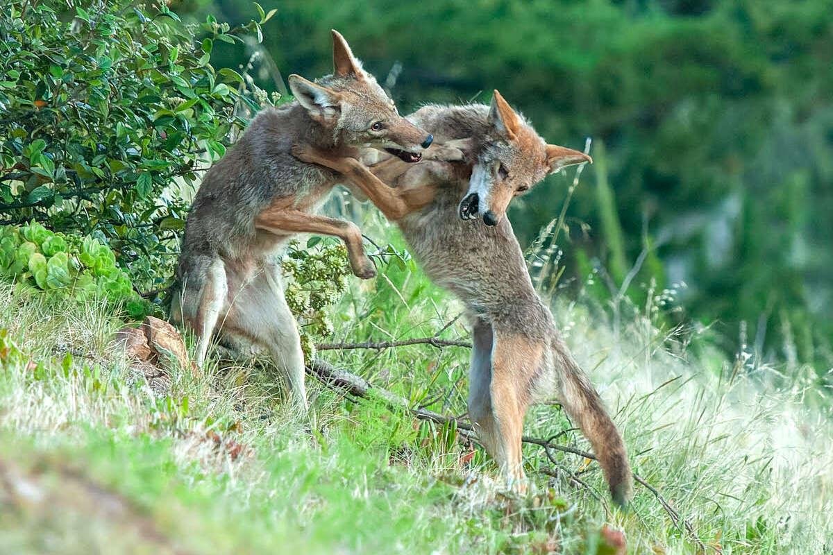 Una de las fotos de coyotes en San Francisco de Janet Kessler. 