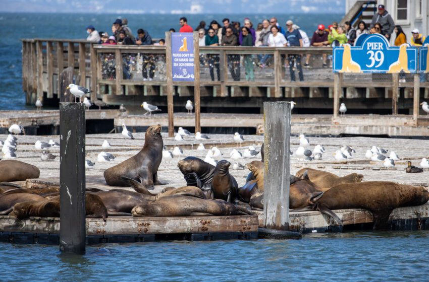 Las autoridades investigan un video de un hombre que presuntamente acosaba a los leones marinos de San Francisco