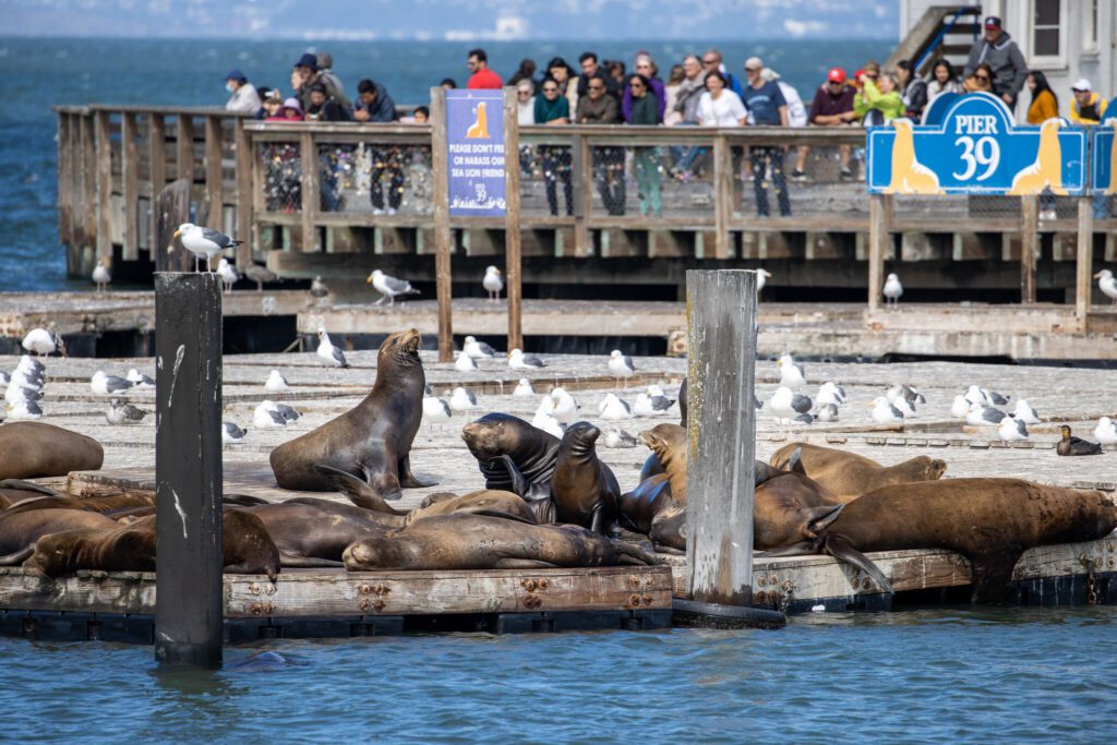 Las autoridades investigan un video de un hombre que presuntamente acosaba a los leones marinos de San Francisco