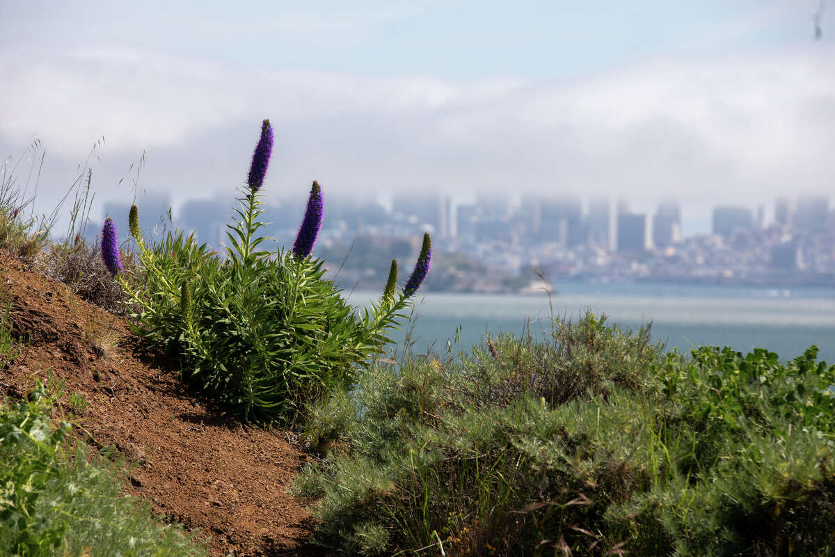 El orgullo de Madeira abunda en una caminata a Point Stuart en Angel Island en Tiburon, California, el 28 de abril de 2023.