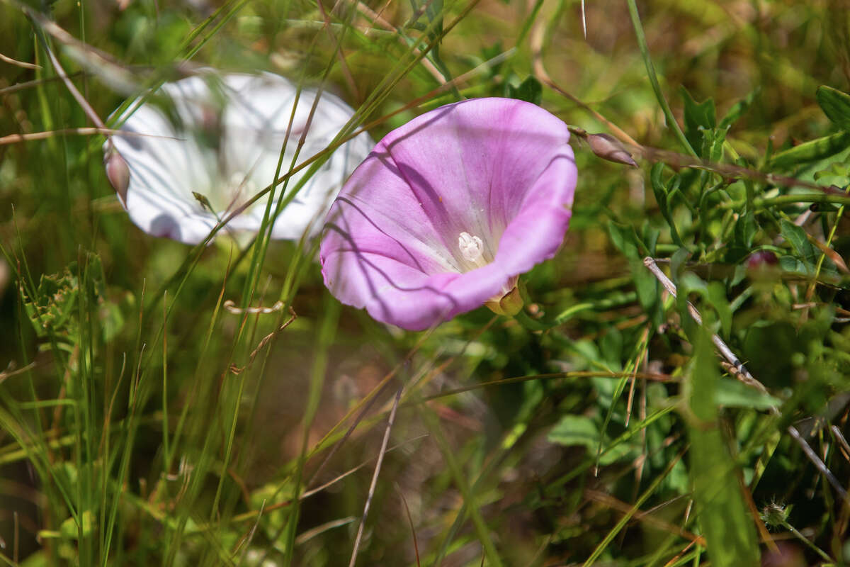 Enredadera japonesa, una especie de flor silvestre invasora, en una caminata a Point Stuart en Angel Island en Tiburon, California, el 28 de abril de 2023.