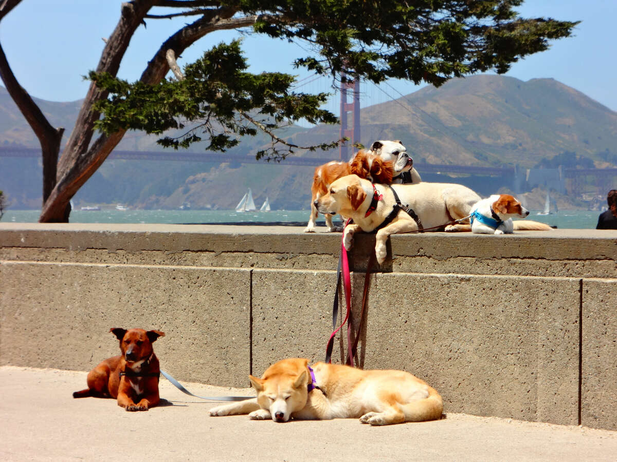 Una vista de perros con correa descansando frente al puente Golden Gate en San Francisco, California.