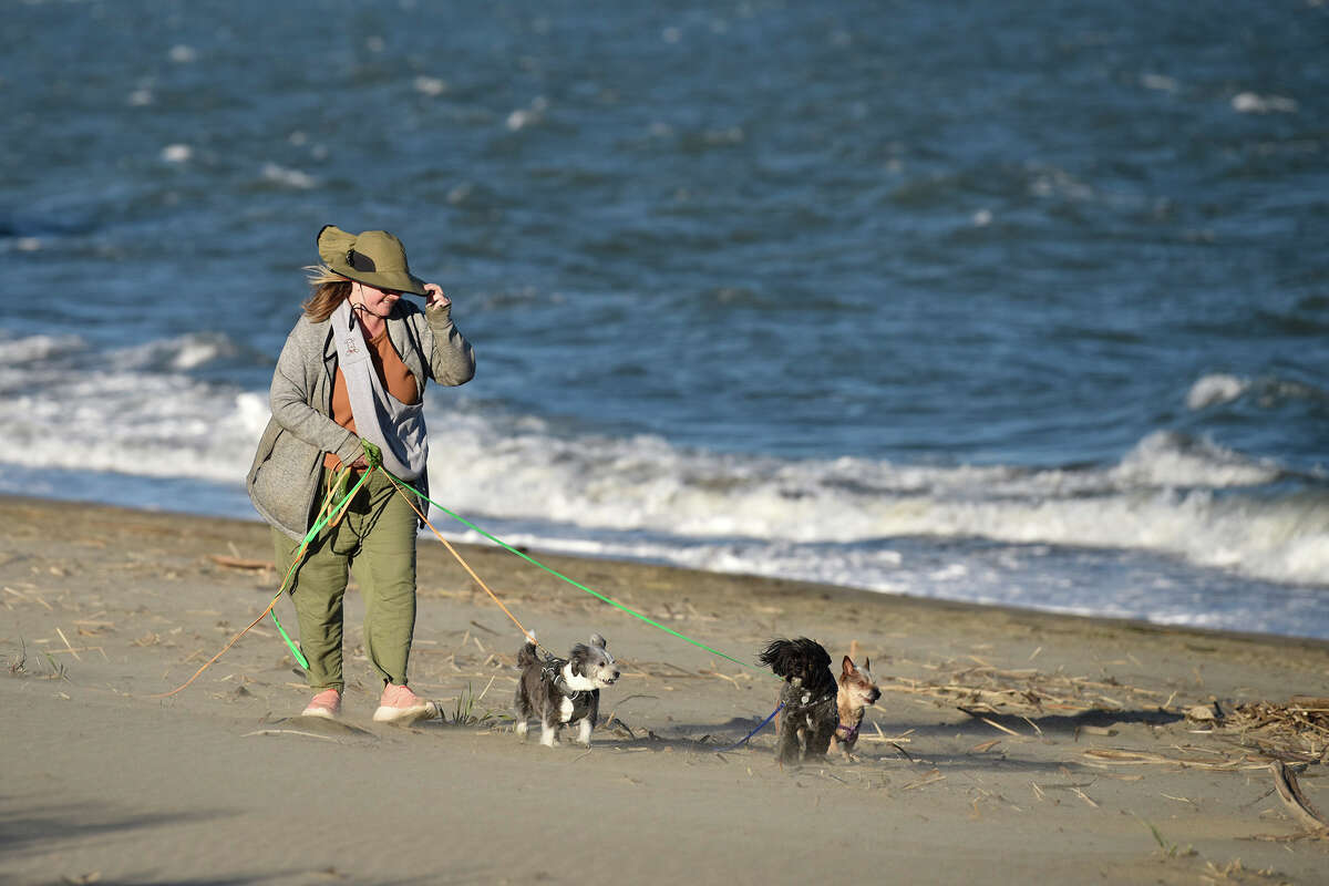 A los perros no les importa el viento de la bahía en Crissy Field.