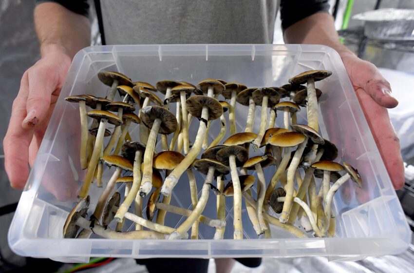  ‘Moms on Mushrooms’ defienden el consumo de drogas citando startup de Oakland