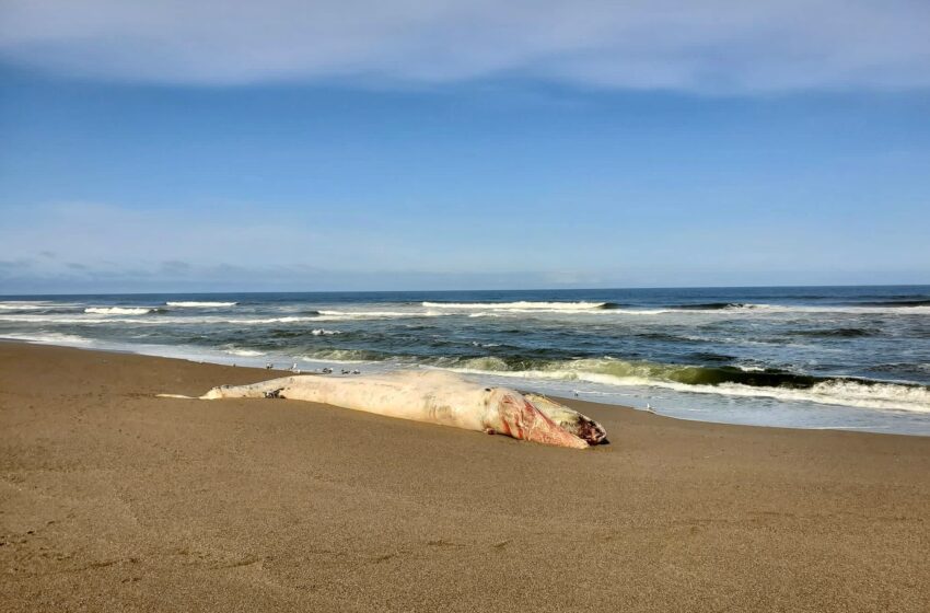  2 ballenas grises vistas previamente en la bahía de San Francisco encontradas muertas