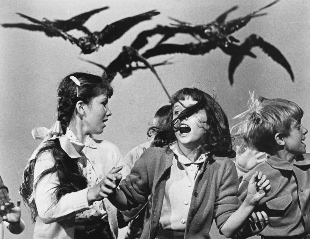 Cuervos persiguiendo a escolares en “Los pájaros” de Alfred Hitchcock.