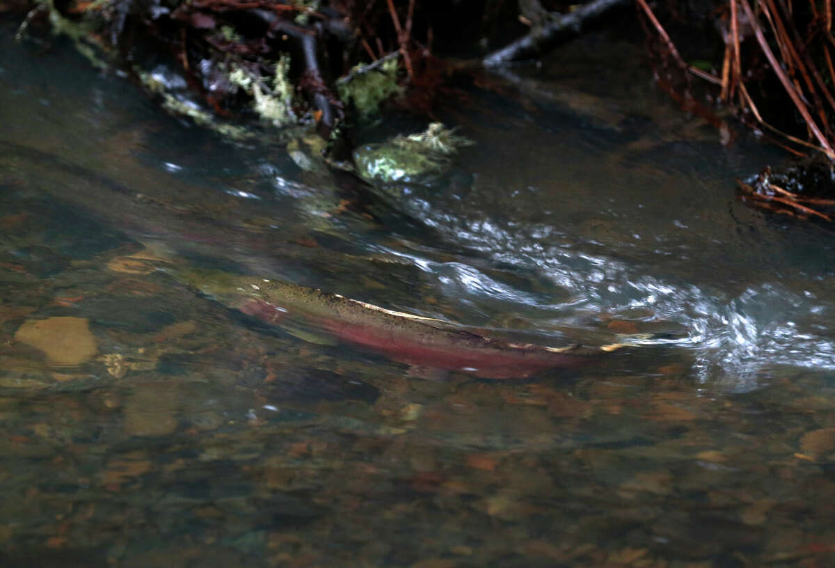 ARCHIVO - Un salmón coho nada en un arroyo que atraviesa Devil's Gulch en el Parque Estatal Samuel P. Taylor el 11 de enero de 2019. 