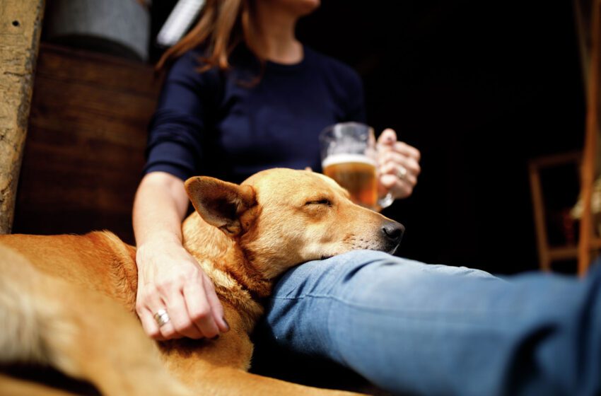  Visite estos restaurantes y bares de Oakland que admiten perros para disfrutar de una excelente cerveza, bocadillos