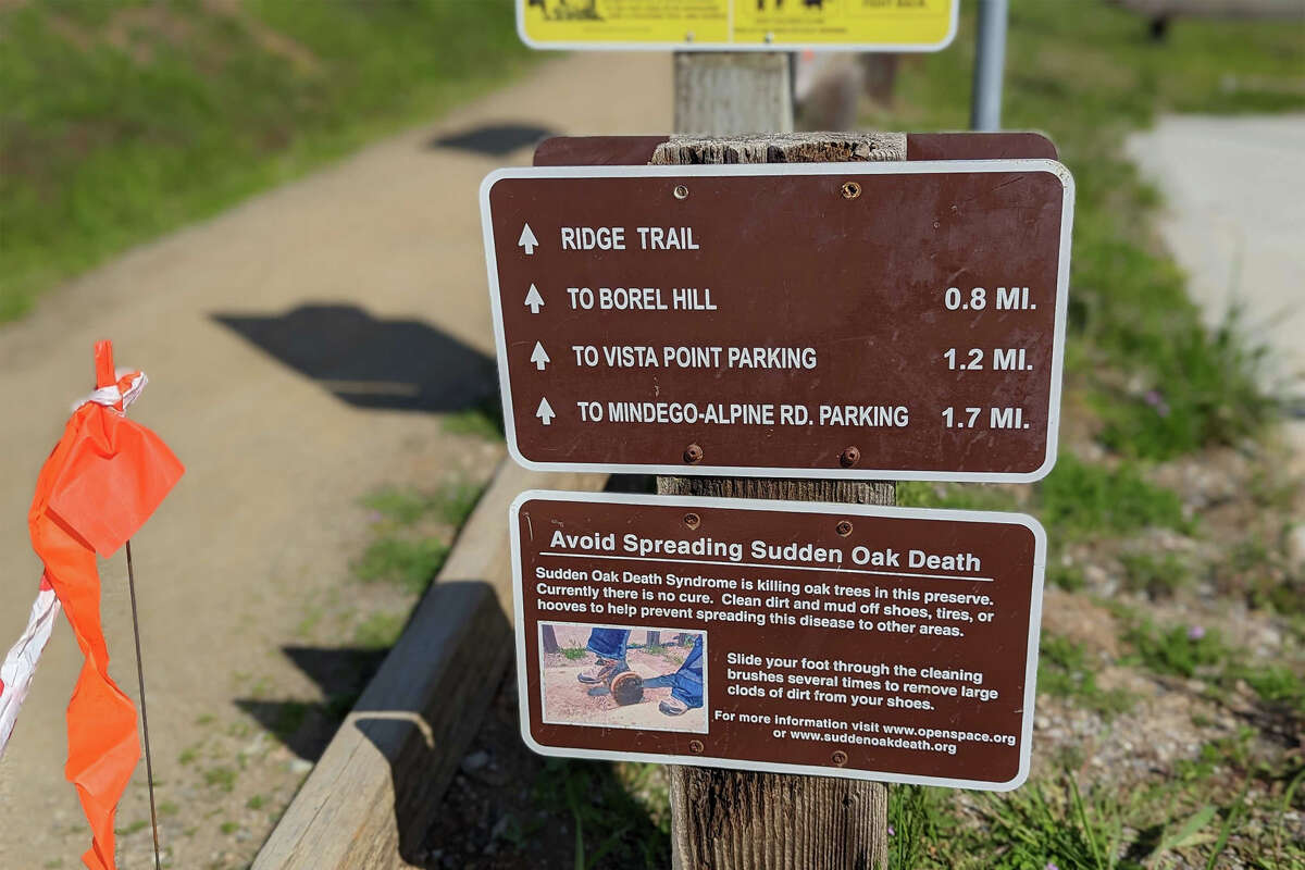 Borel Hill, llamado así por un banquero suizo involucrado con Spring Valley Water Company y más tarde con la creación de Crystal Springs Reservoir, es una caminata montañosa de 0.8 millas desde el estacionamiento principal en Russian Ridge.