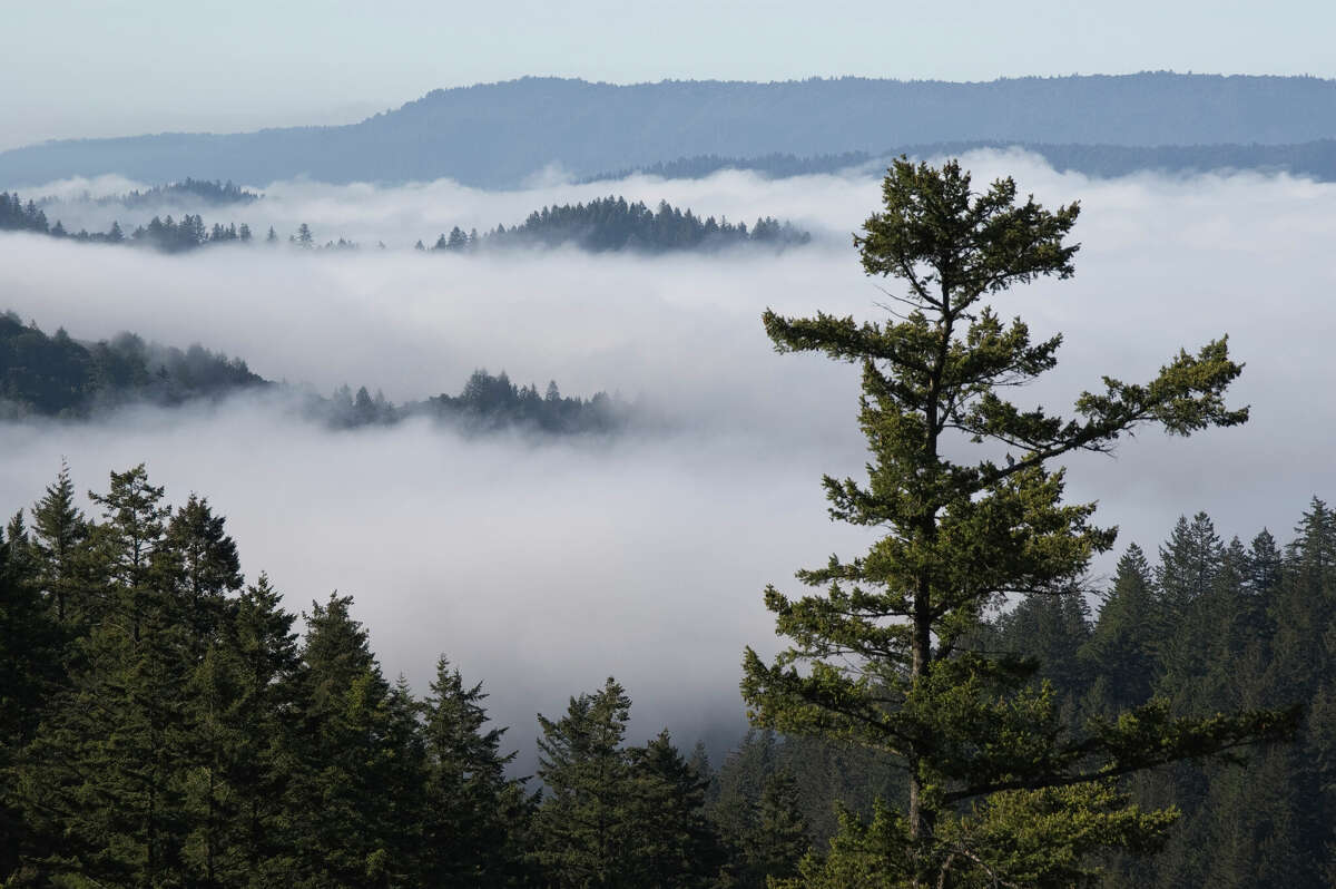 Russian Ridge Open Space Preserve en el condado de San Mateo mientras la niebla se aleja del Océano Pacífico.