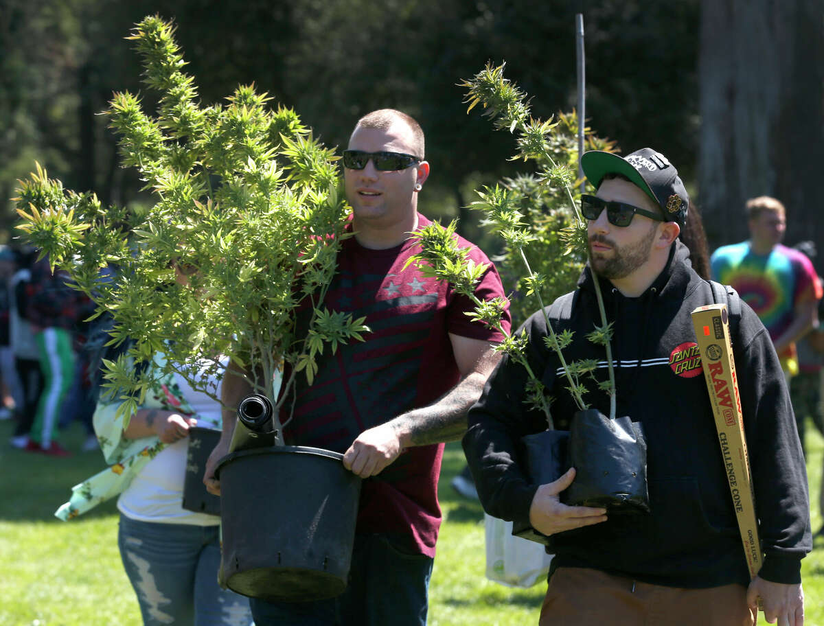 Nick Daniels (izquierda) y Tony Spinella llevan plantas de marihuana maduras a la celebración anual del cannabis 4/20 en el Golden Gate Park en San Francisco, California, el viernes 20 de abril de 2018. 