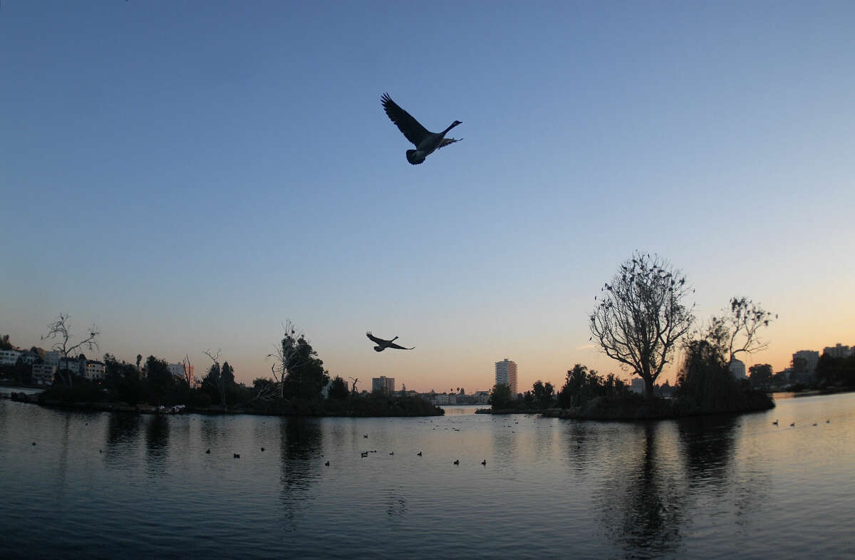 Gansos canadienses vuelan sobre el lago Merritt en Oakland, California.