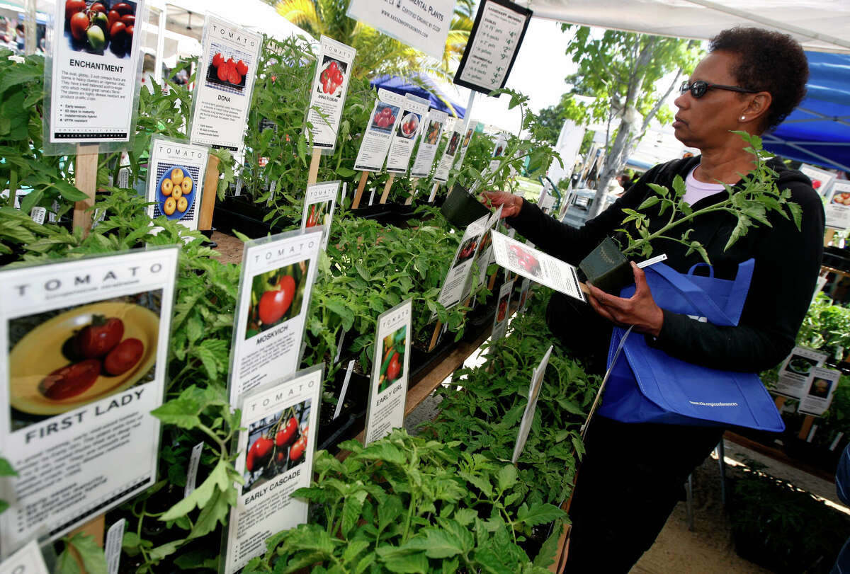 Deborah Churchill selecciona plantas de tomate en el stand de Kassenhoff Growers Plant en el Grand Lake Farmers Market en Oakland, California.