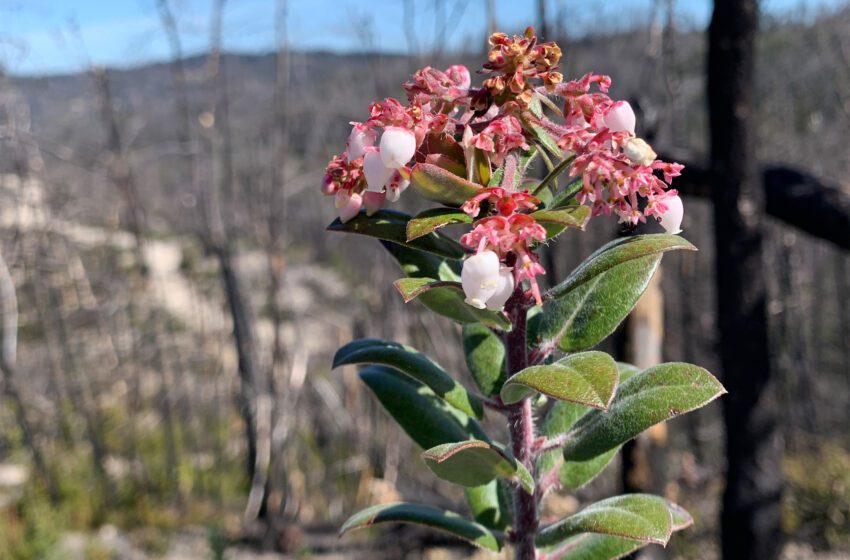  Superblooms de flores silvestres están reservados para las montañas de Santa Cruz