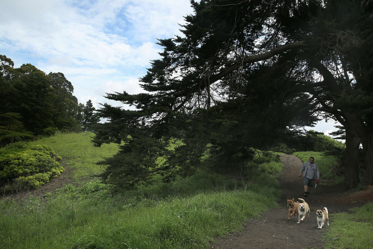 Un hombre camina con sus perros en Mclaren Park el 16 de abril de 2018 en San Francisco, California. 