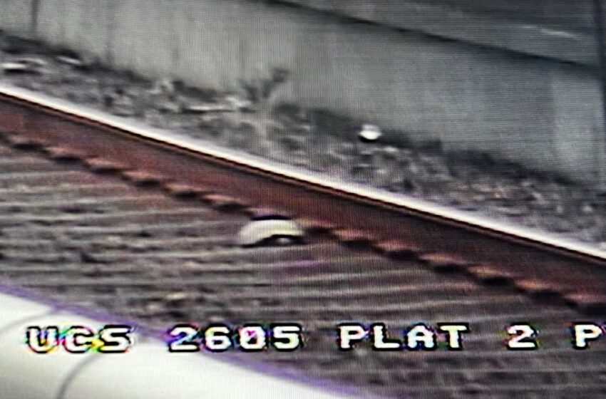  Trenes BART retrasados ​​para rescatar tortuga de vías en Union City Station