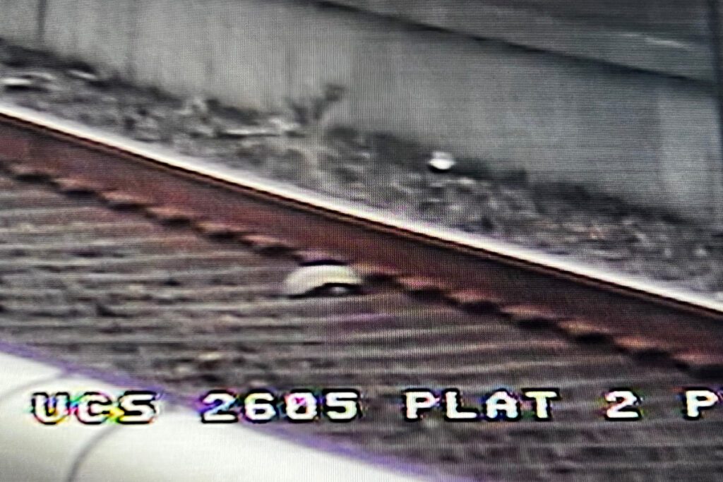 Trenes BART retrasados ​​para rescatar tortuga de vías en Union City Station
