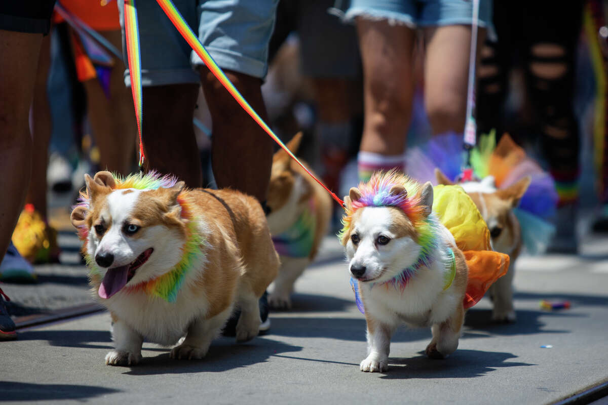 Corgis vestidos con los colores del arcoíris participan en el desfile del Orgullo de San Francisco en San Francisco, California, el 26 de junio de 2022.
