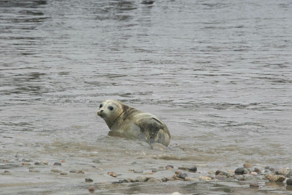 Los expertos consideran que el Área de la Bahía es un “punto crítico” para el acoso de focas y otros mamíferos marinos