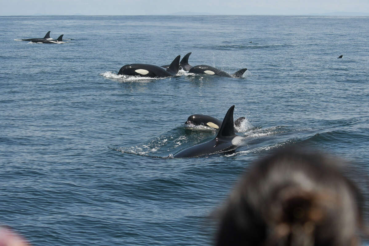 La Oceanic Society avistó un grupo de 24 orcas cerca de las Islas Farallón el 7 de mayo de 2023.