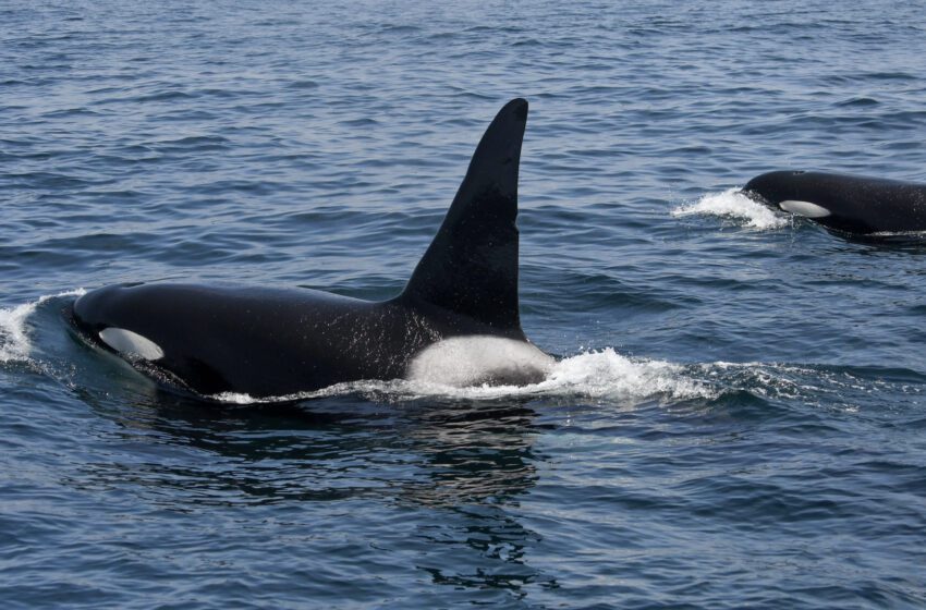  ‘No esperes ver esto de nuevo’: hasta 24 orcas vistas en la costa de San Francisco