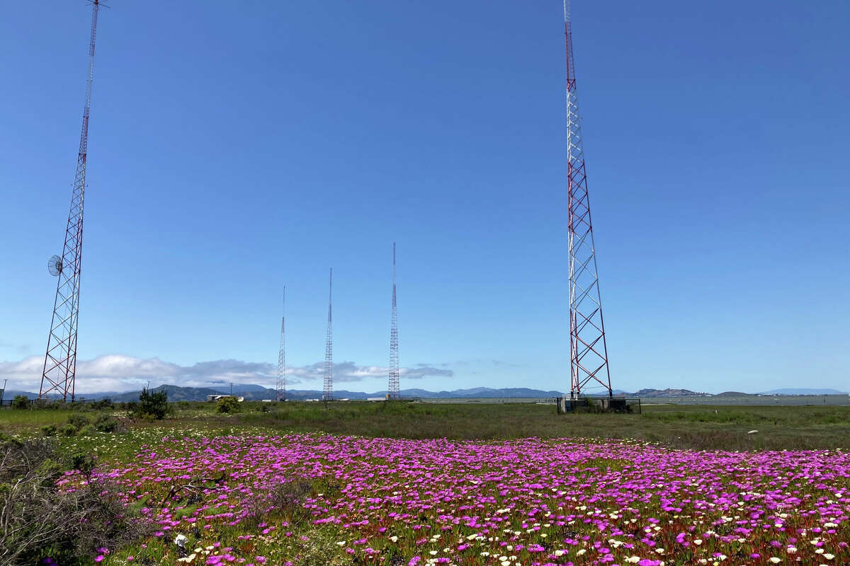 Las flores silvestres florecen cerca de las torres de radio adyacentes a Radio Beach en Oakland, California, el 15 de mayo.