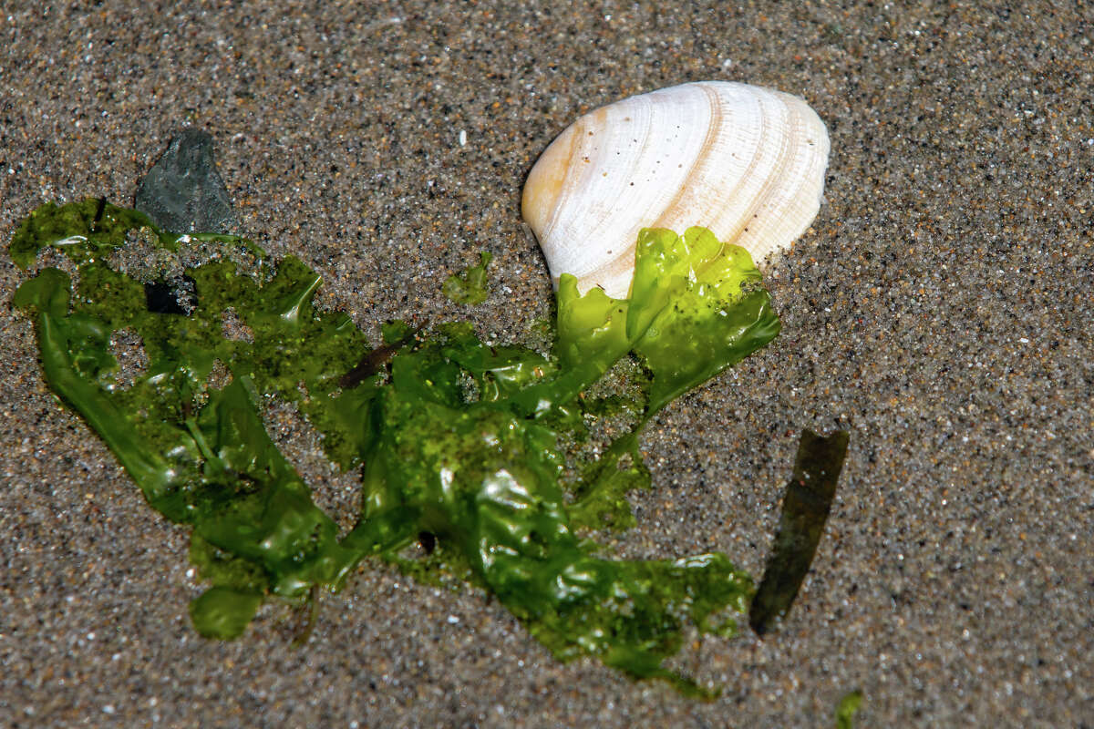 Una concha y algas encontradas en Radio Beach en Oakland, California, el 30 de mayo de 2023.