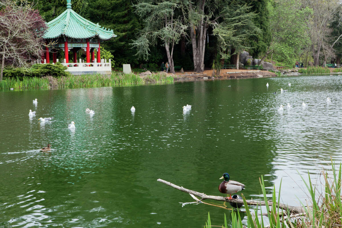 El pabellón chino en Stow Lake en el Golden Gate Park fue entregado a San Francisco por los ciudadanos de Taipei. 