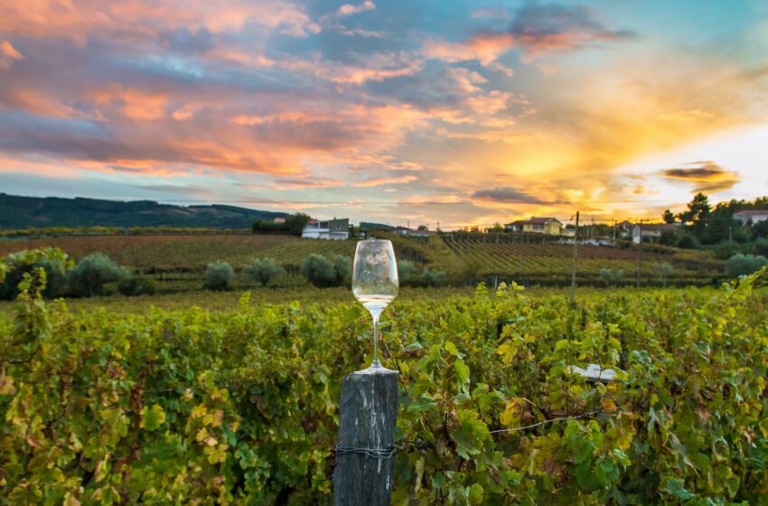  Obtenga acceso privilegiado a grandes bodegas y viñedos con estos tours de vinos de Sonoma