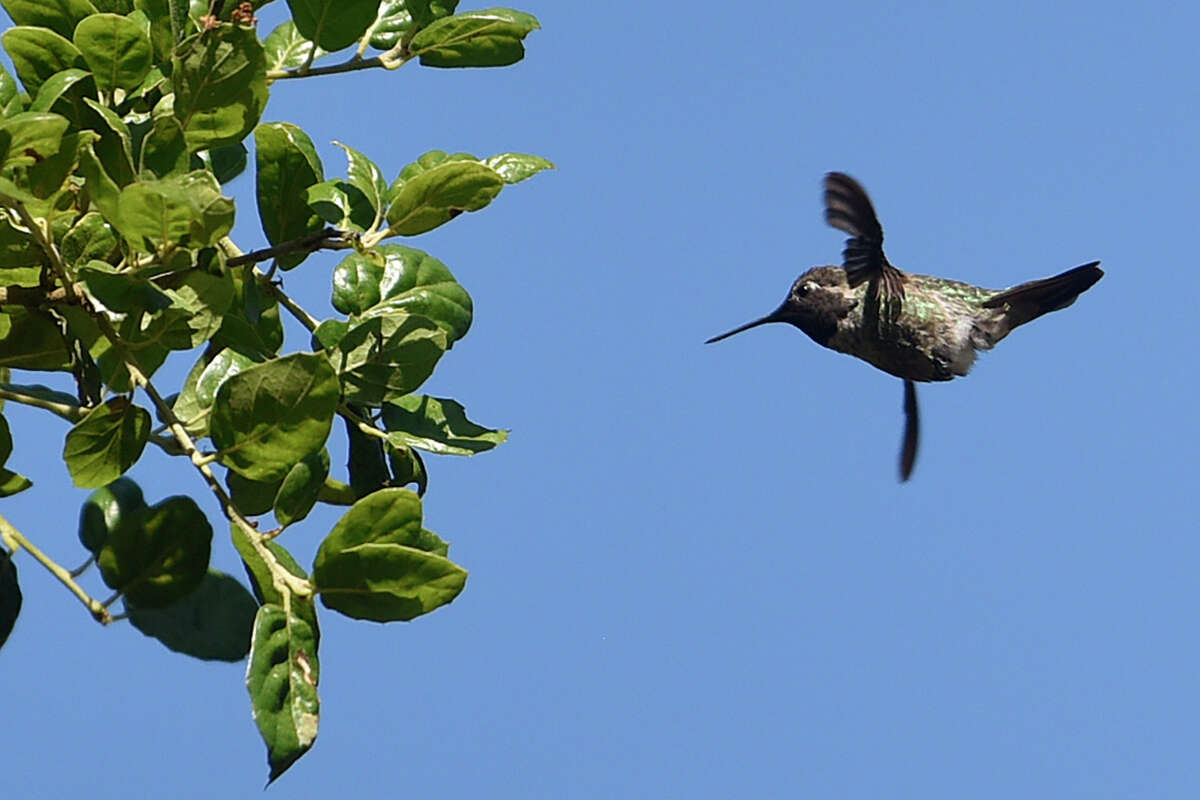Un colibrí vuela cerca del Manantial El Polín en el Presidio, el martes 20 de junio de 2023.