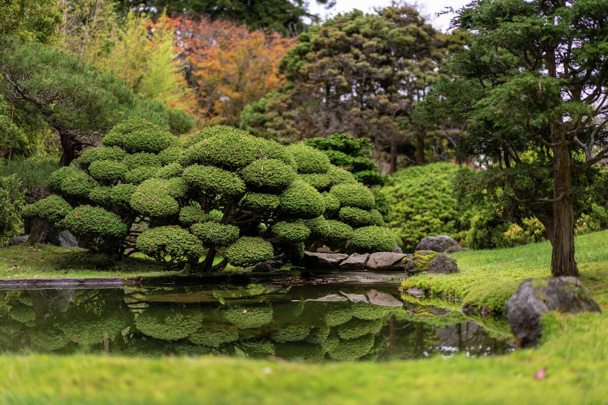 El Japanese Tea Garden, un elemento querido del Golden Gate Park en San Francisco, California, es conocido por su belleza serena y variada, pero su historia incluye agitación, internamiento y racismo.