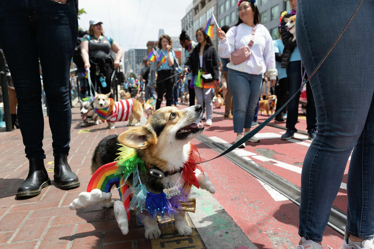 El corgi Cirilla marcha con otros corgis en el Desfile del Orgullo Gay anual de San Francisco el 25 de junio de 2023. Foto de Magali Gauthier.