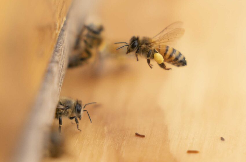  La salud de las abejas florece en las instalaciones federales de todo el país